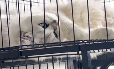 超美網紅『寶藏女孩』外網付費群視頻流出 誘惑裸舞 呻吟紫薇整理合集 (12)